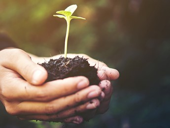 Hand holding soil and single seedling growing