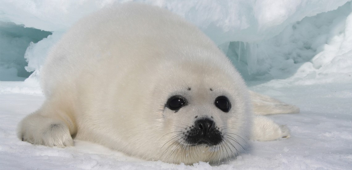 Fur Seal Pup