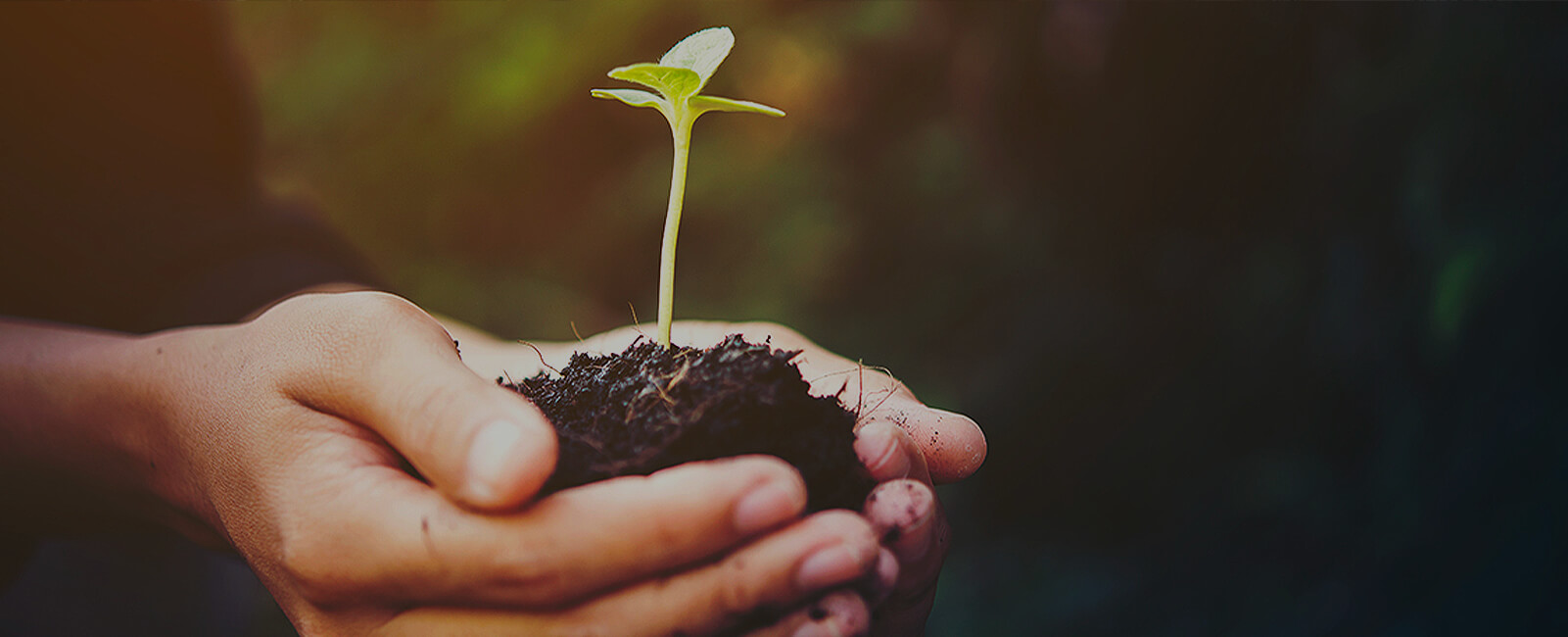 Hands holding dirt with plant seedling